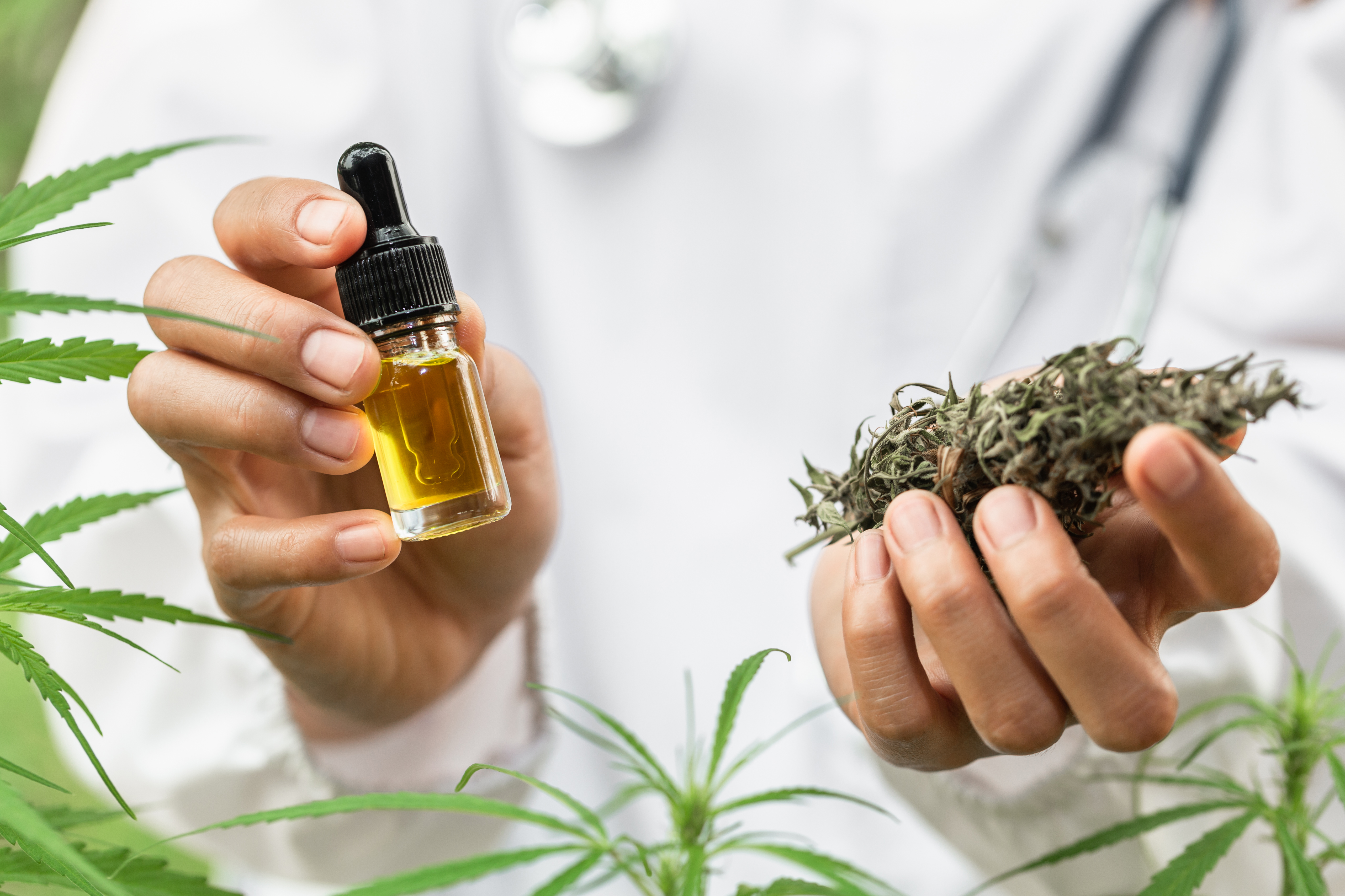 5 Mitos sobre a Cannabis que você precisa parar de acreditar